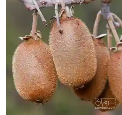 فروش کیوی