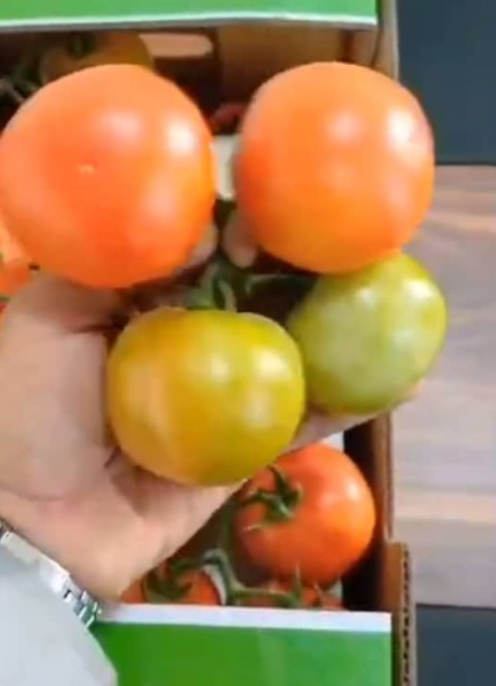 فروش گوجه فرنگی