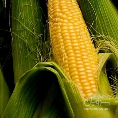 فروش ذرت