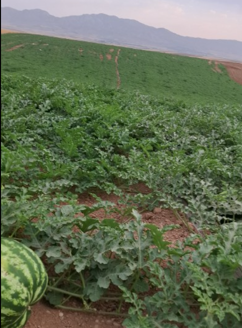 فروش هندوانه