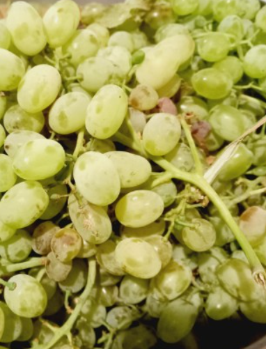 فروش انگور