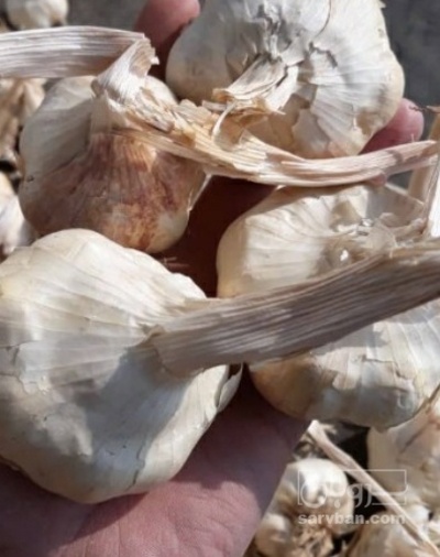 فروش سیر