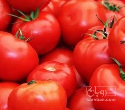 فروش گوجه فرنگی