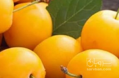 فروش آلو