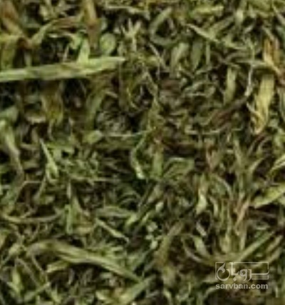 فروش شوید خشک (گیاه‌ دارویی)