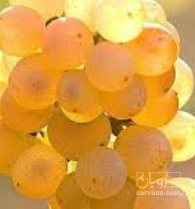 فروش انگور کشمشی