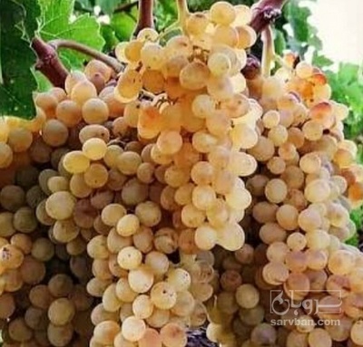 فروش انگور