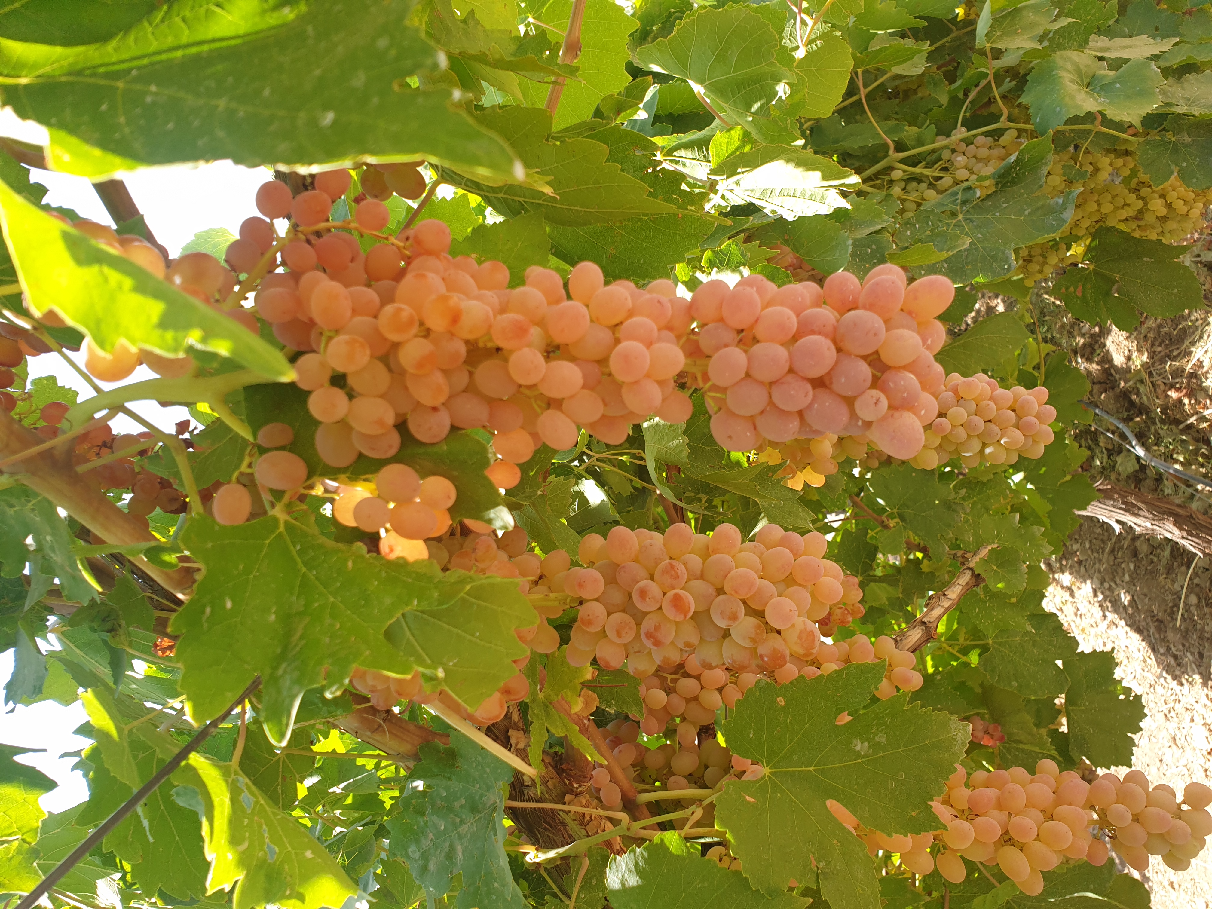 فروش انگور