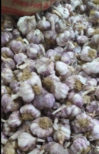 فروش سیر