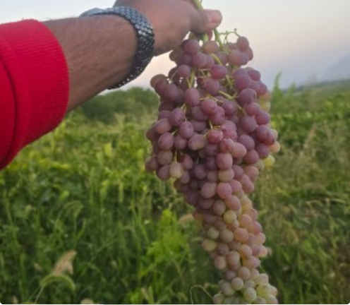 فروش انگور