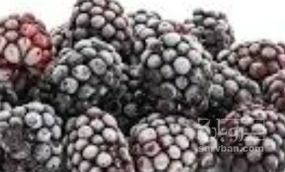 فروش شاتوت منجمد