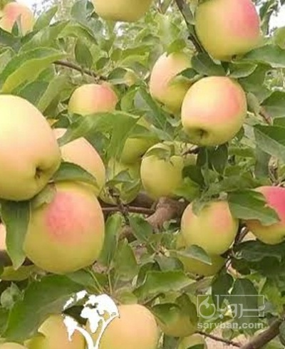 فروش سیب زرد
