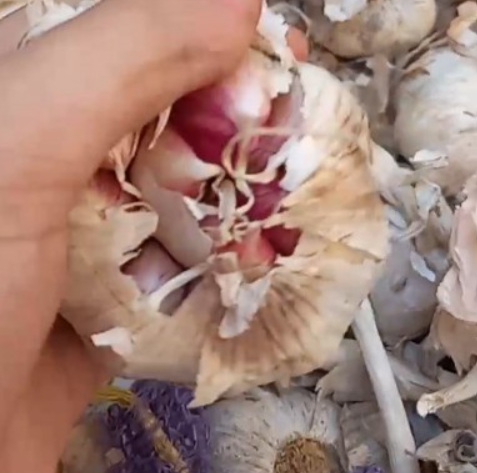 فروش سیر