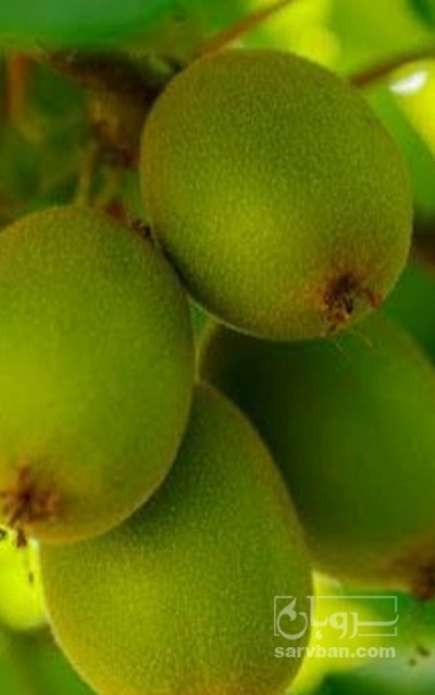 فروش کیوی