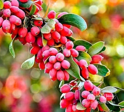 فروش زرشک