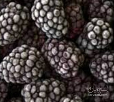 فروش بلک بری منجمد