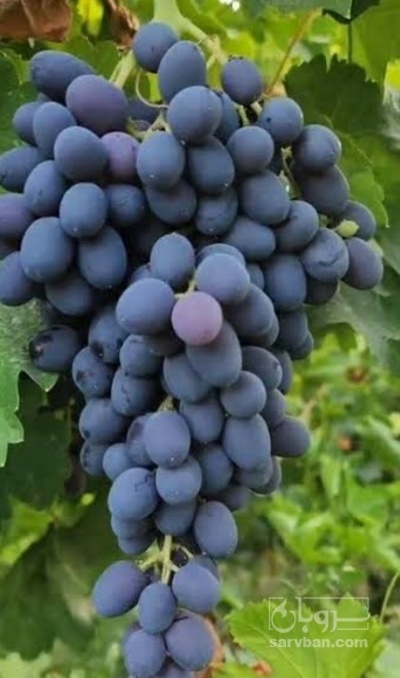 فروش انگور سیاه