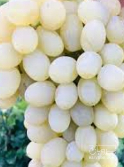فروش انگور عسگری