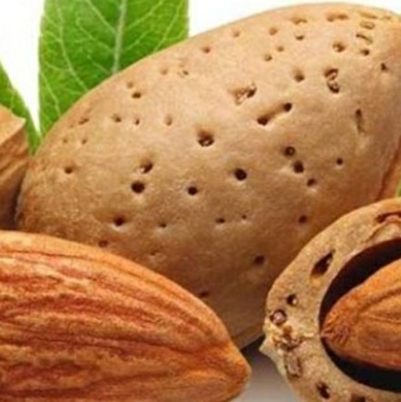 فروش بادام