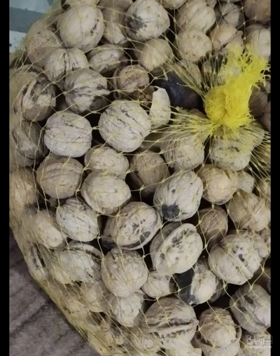 فروش گردو