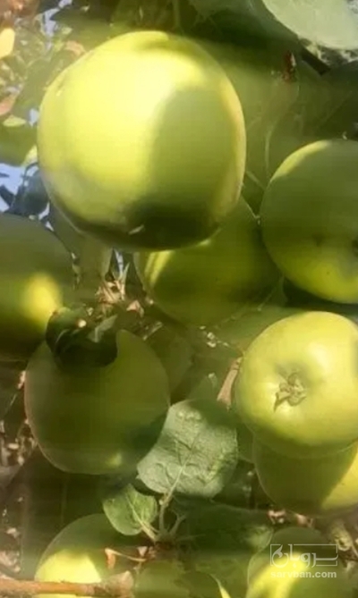 فروش سیب