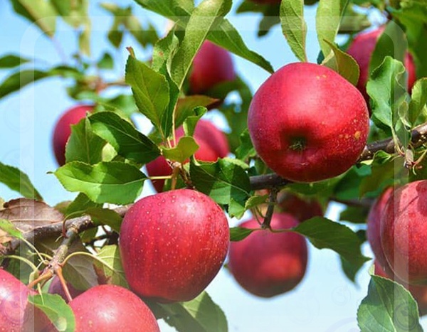 فروش سیب