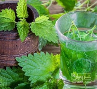 فروش عرق گزنه