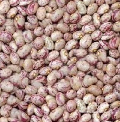 فروش لوبیا چیتی