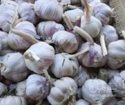 فروش سیر