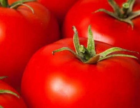 فروش گوجه فرنگی ربی