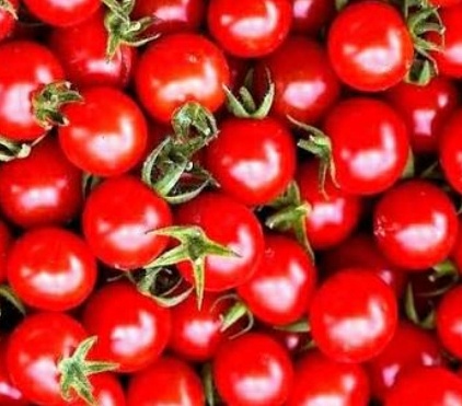 فروش گوجه فرنگی