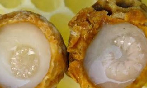 فروش ژل رویال