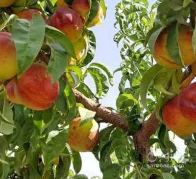 فروش شلیل