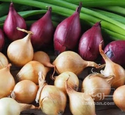 فروش پیاز