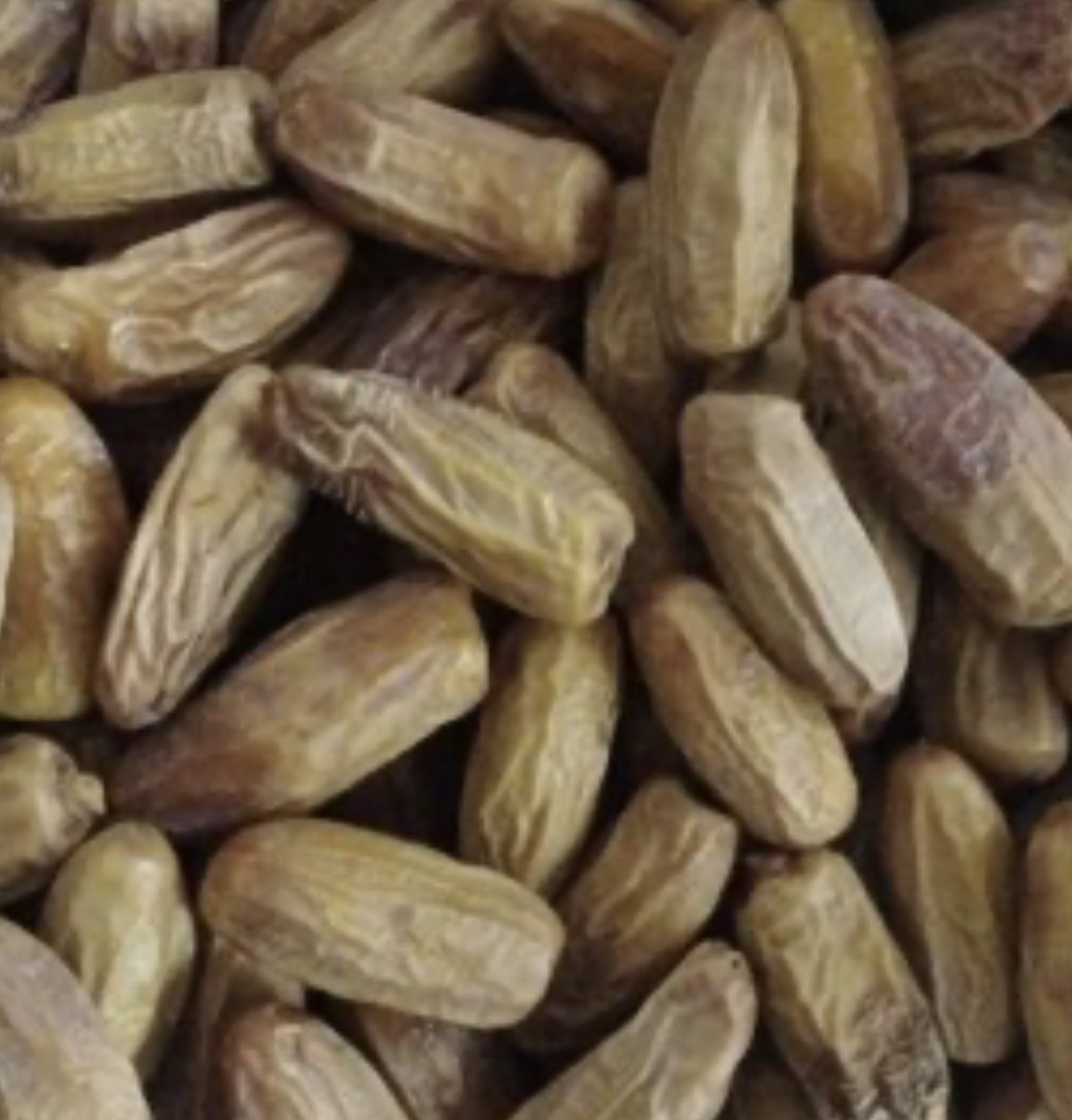 فروش خرماقصب
