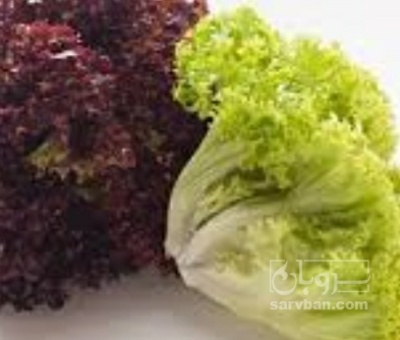 فروش کاهو فرانسوی