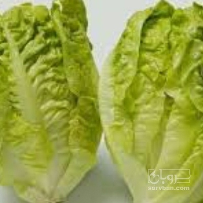 فروش لیتل