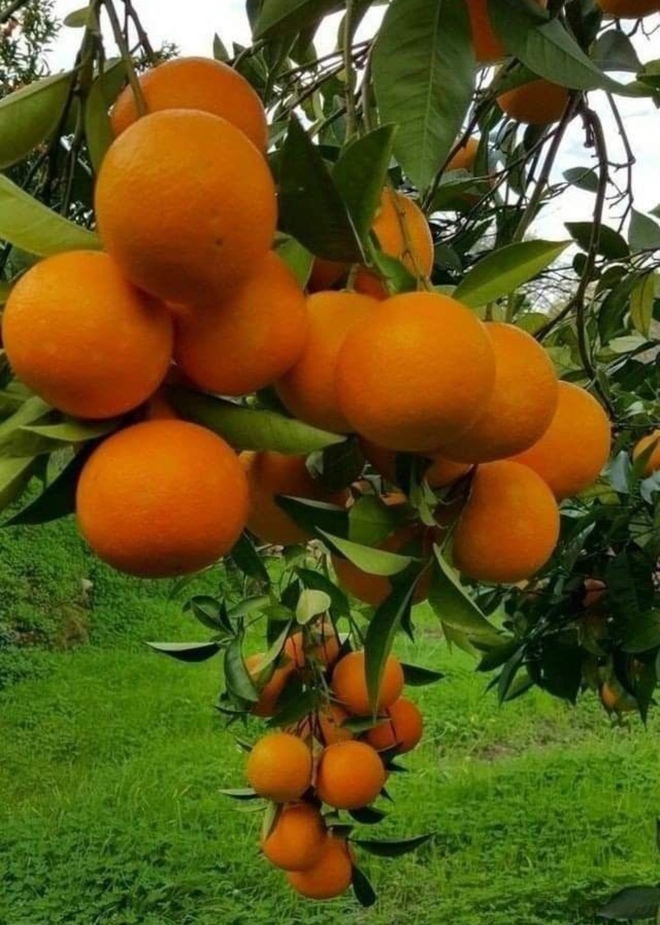 فروش پرتقال محلی