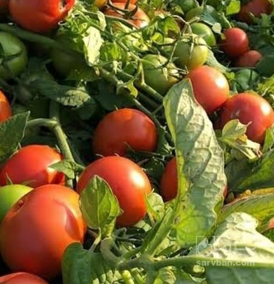 فروش گوجه فرنگی