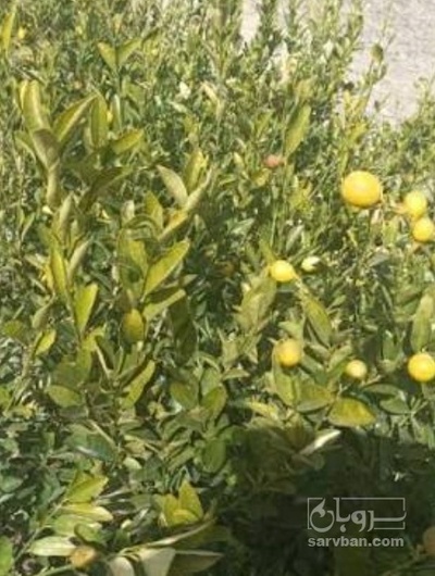 فروش نهال لیمو شیرین