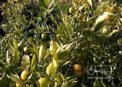 فروش نهال پرتقال