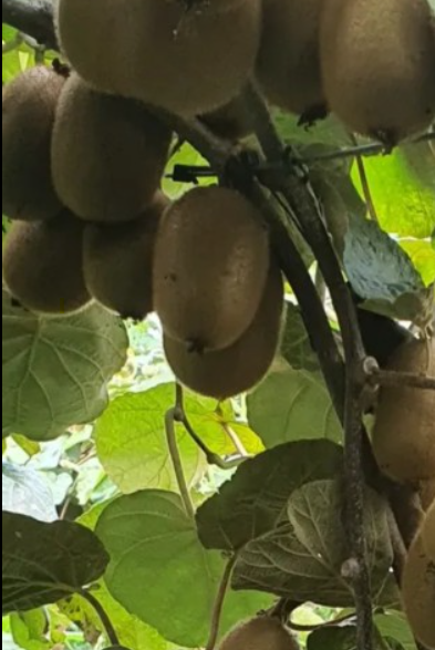 فروش کیوی