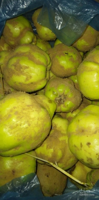 فروش به میوه