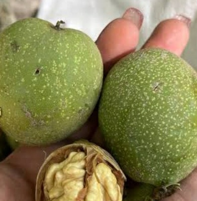 فروش گردو تازه با پوست