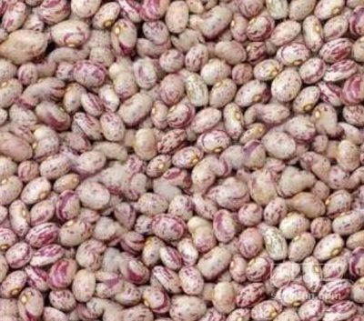فروش لوبیا چیتی