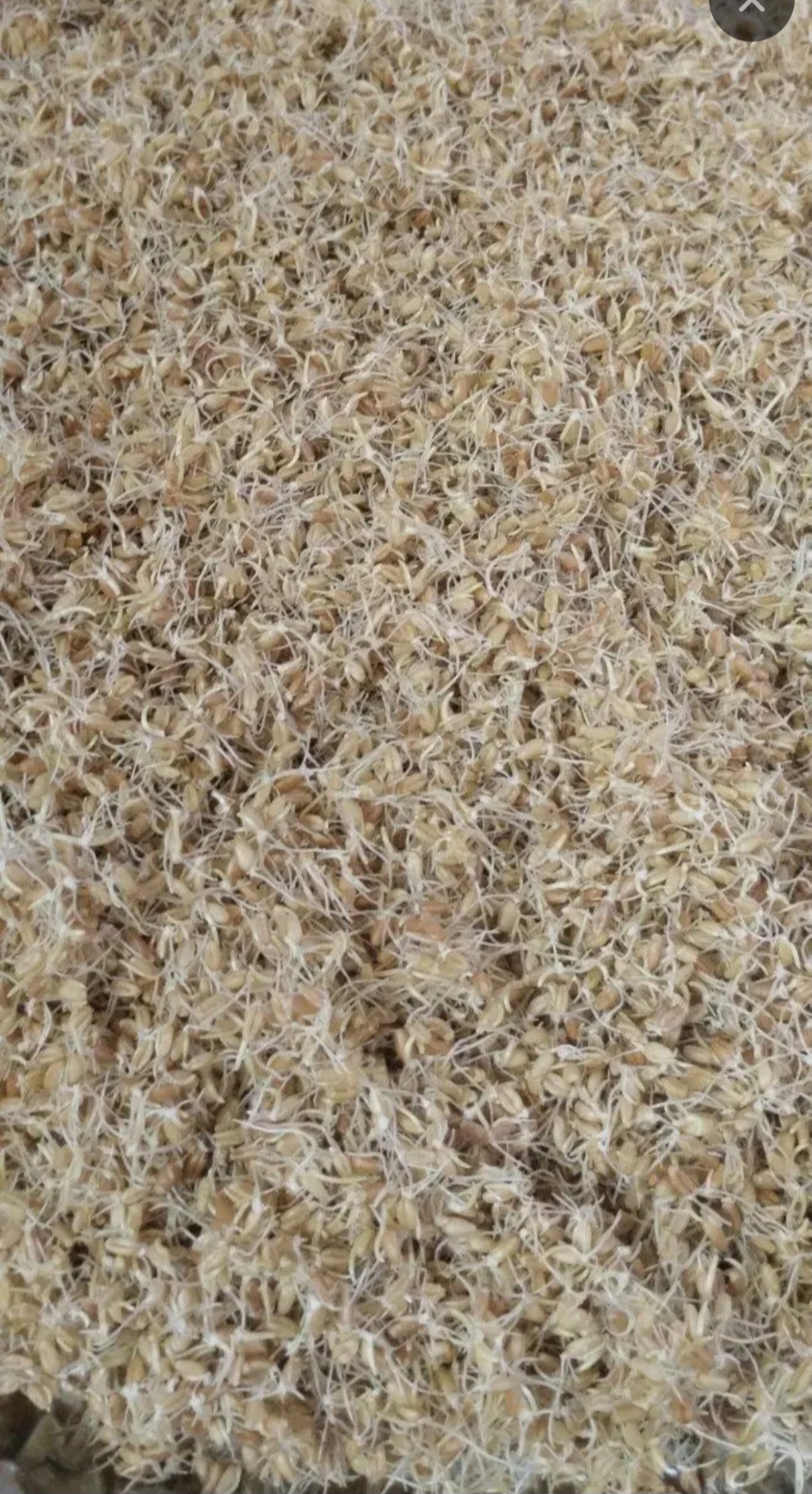 فروش گندم جوانه گندم