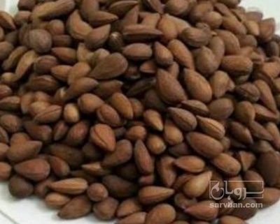 فروش بادام کوهی شور