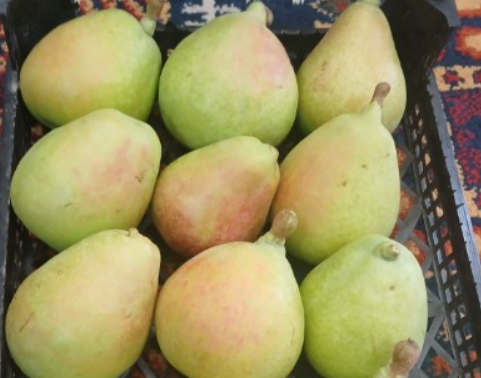 فروش گلابی