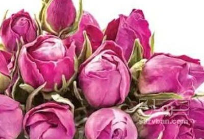 فروش گل محمدی (گیاه‌ دارویی)