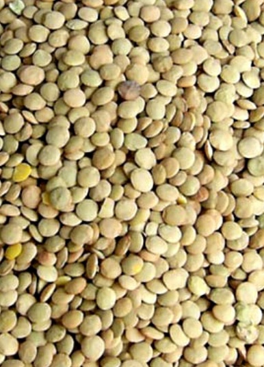 فروش عدس